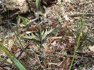 Butterfly on the way up Mount Cammerer trail