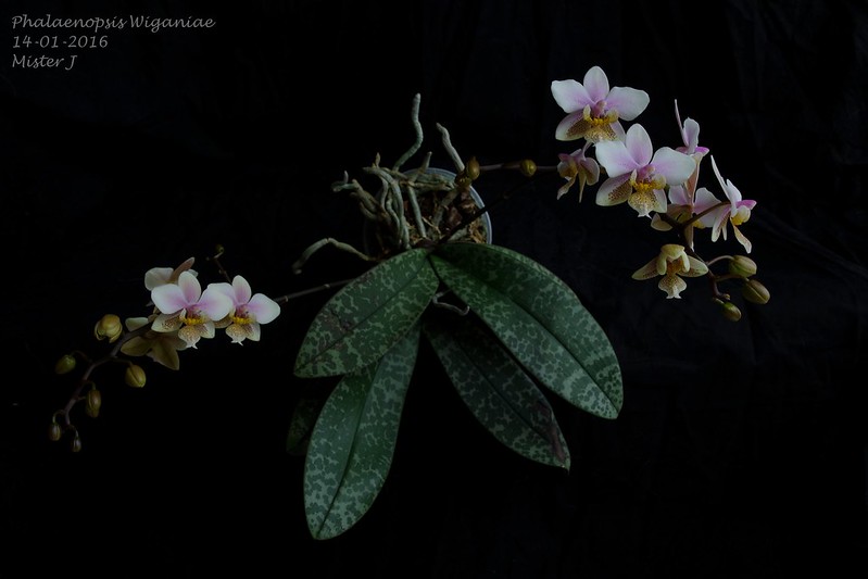Phalaenopsis Wiganiae (schilleriana x stuartiana) 23746220863_da943ff564_c