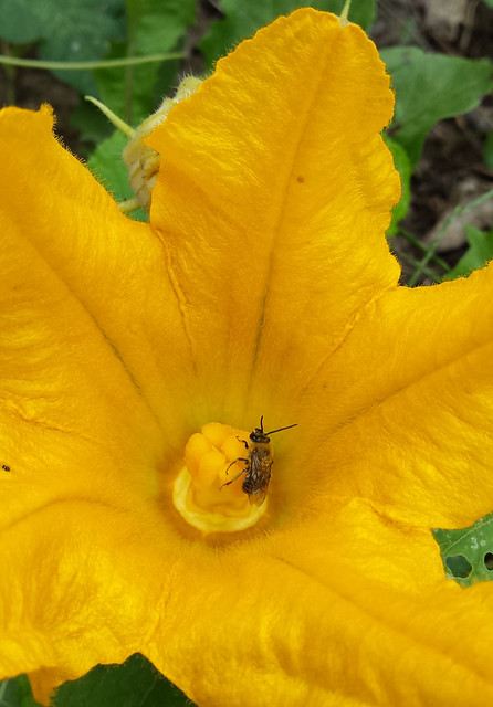 small orange bee standing on the stigma