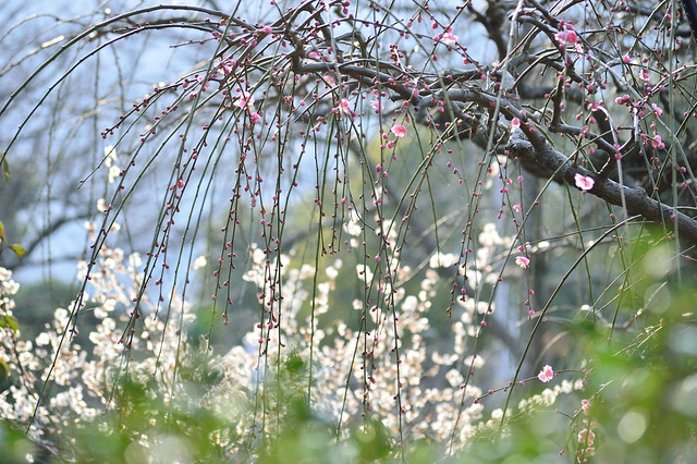シダレウメ　Japanese plum tree