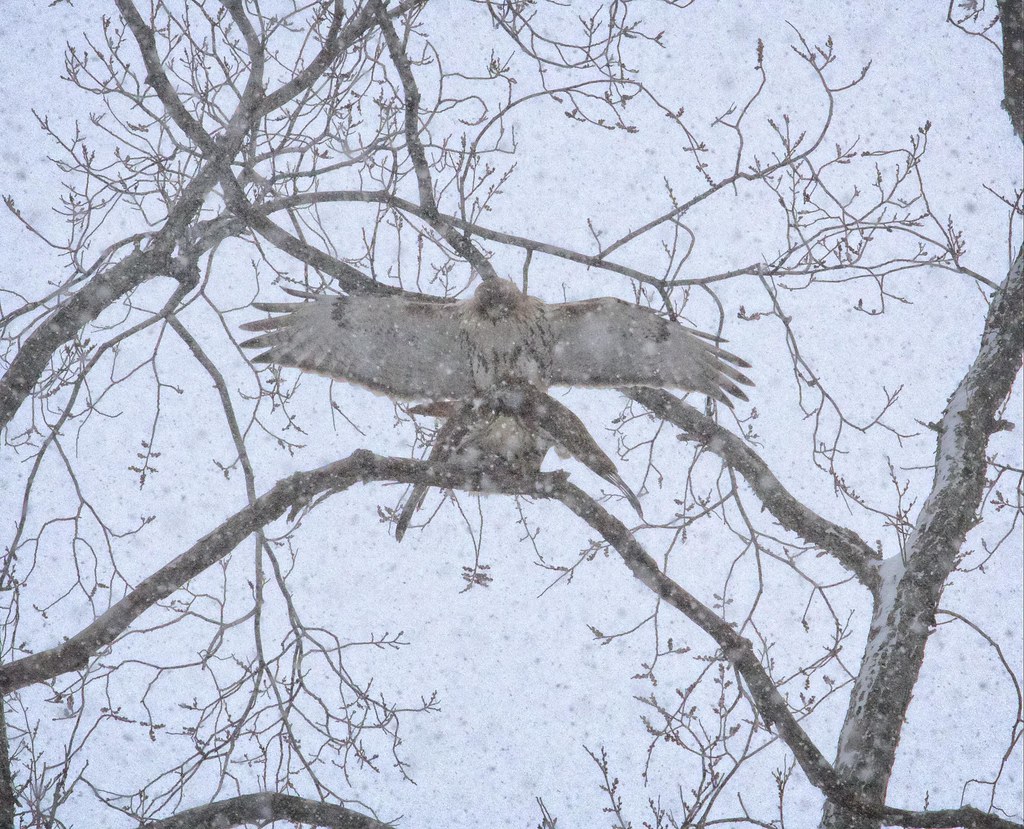 Mating in the snow