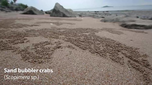 Sand bubbler crab (Scopimera sp.)