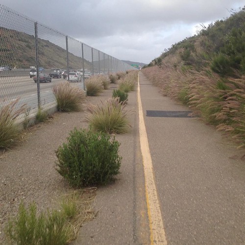 What grows on the bike path near you? Is it tumbleweed? #lifebybike #sandiego @bikesd @sdbikecoalition I 15 path between Mira Mesa and Scripps Ranch is a bit overgrown...