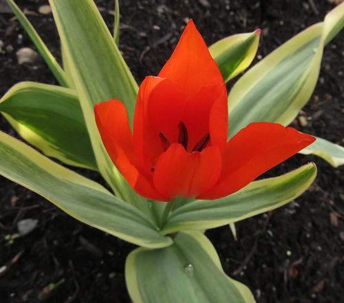 Red tulip in Queen Elizabeth Park