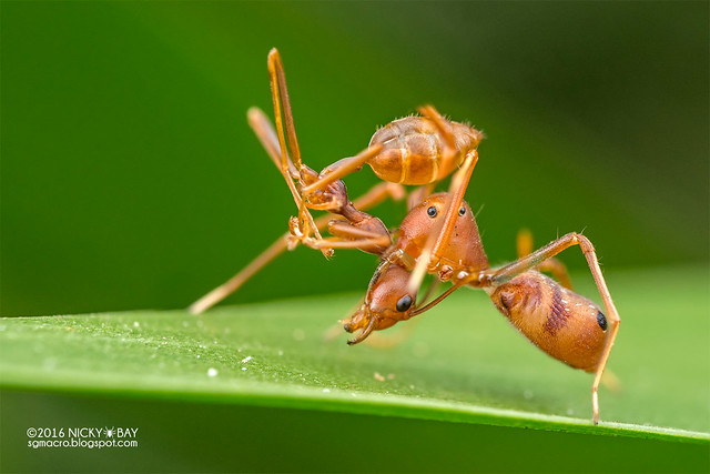 Ant-mimic crab spider (Amyciaea sp.) - DSC_9707