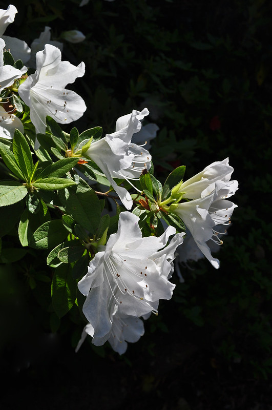 Rhododendron x 'Mrs. G. G. Gerbing' (2)
