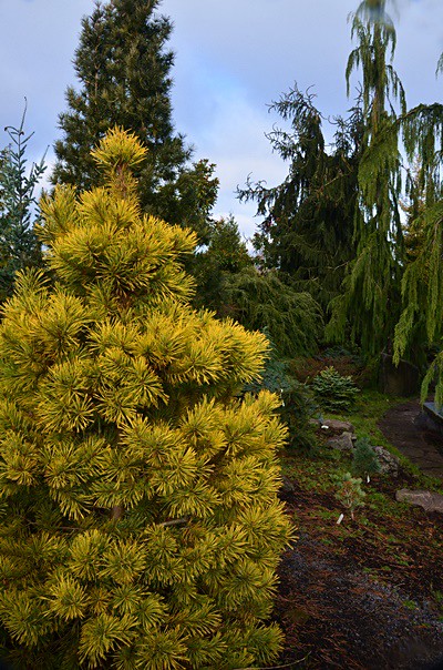 The Oregon Garden, Silverton, OR