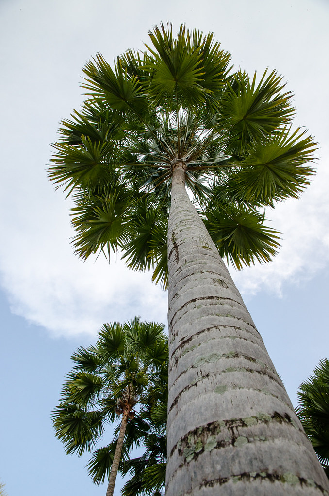 Palm tree at Hard Rock Hotel Penang beach