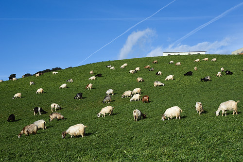 blue sky italy green sardinia farm meadow goats silius sargdena