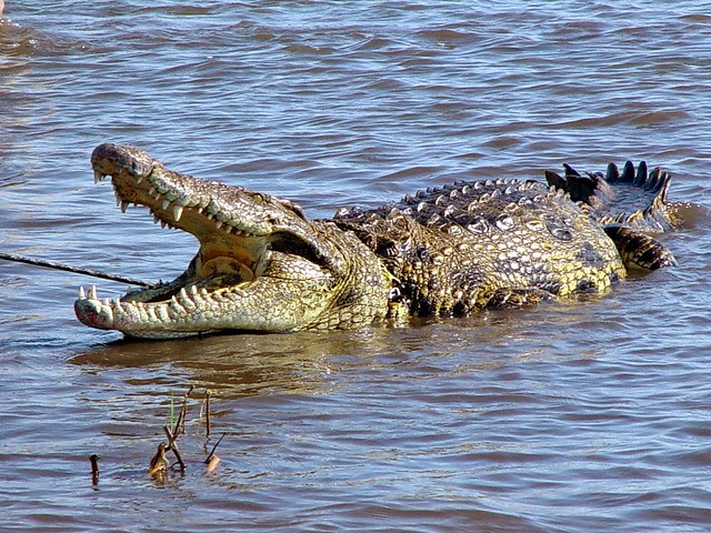 Crocodile Trip in Goa at Luxury Shikara