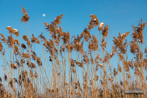 statepark blue winter light sunset sky sunlight moon snow cold grass reeds gold golden evening illinois january clear 2016 kevinpalmer bannermarsh statewildlifearea tamron2470mmf28 nikond750