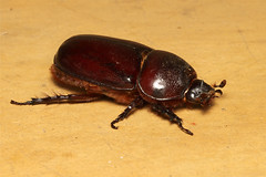 beetle