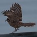 Mockingbird (lucky timing)