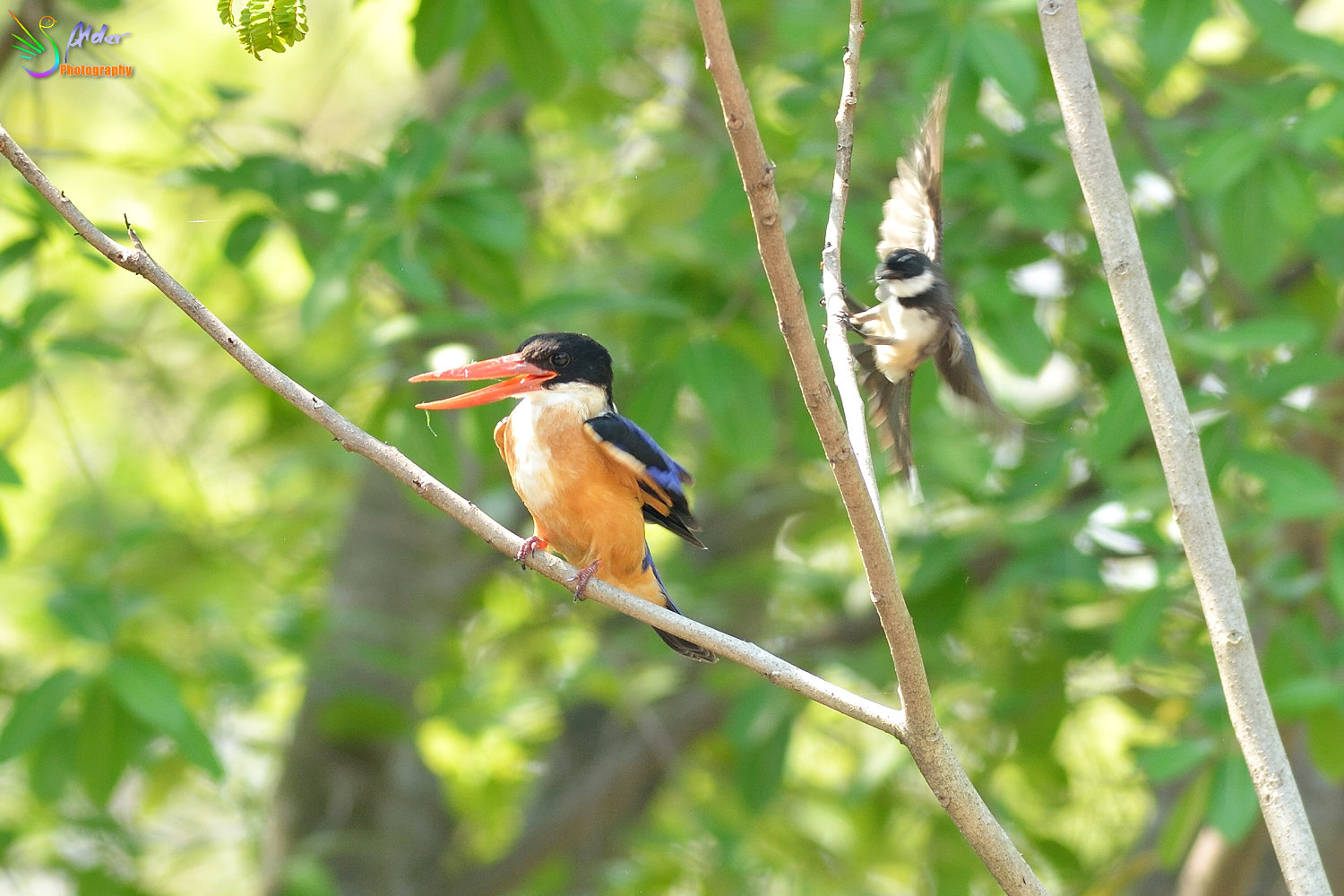 Black-capped_Kingfisher_9669