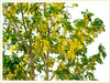 Cassia fistula (Golden Shower Tree/Cassia, Purging Cassia/Fistula, Indian Laburnum, Monkey-pod Tree)