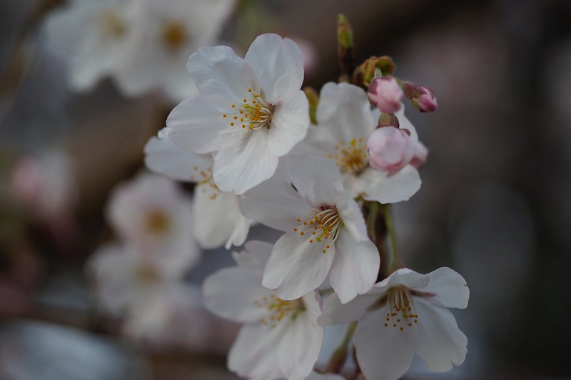 Cherry Blossoms x S-Planar x