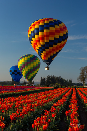 blue sky orange hot festival oregon balloons us spring unitedstates tulips farm air balloon clear checkers woodenshoe woodburn woodenshoetulipfarm