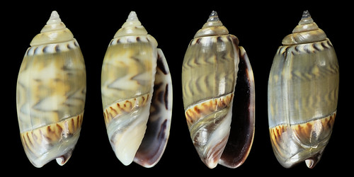 Olividae - Olivinae : Strephonella undatella equadoriana (Petuch & Sargent, 1986) - Worms = Oliva undatella Lamarck, 1811 26243485886_250cf3b2f0