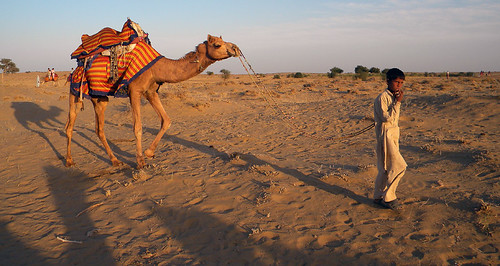 A camel in the Thar desert just outside of Jaisalmer, India