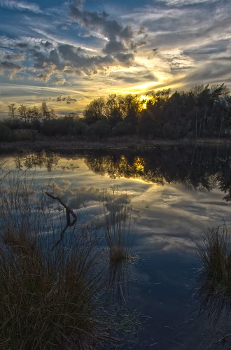 nature water netherlands dutch pond wetlands hdr thurkske