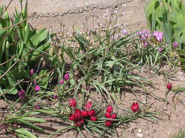 Tulips Bed
