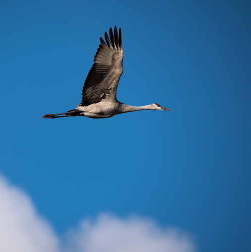 newmexico birds crane birding landbird