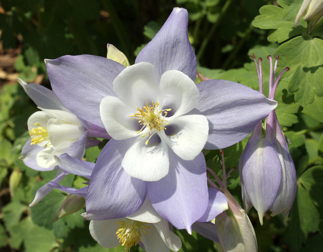 close-up of a blooming columbine and two buds