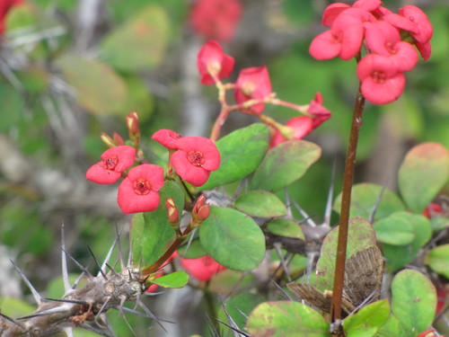 starr-110307-2246-Euphorbia_milii-flowers-Kula_Botanical_Garden-Maui