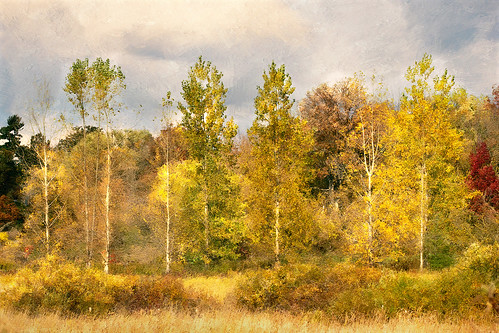 autumn digitalpainting impressionist fallcolours poplartrees bramptonontario texturelayers conservationdistrict painterlystyle churchvilleontario