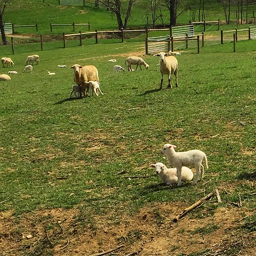 sheep sheeps