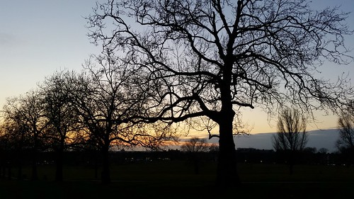 trees sunset london silhouette streatham lambeth londonpark streathamcommon londonsunset