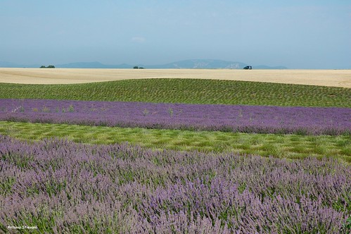 verde nikon d70s giallo viola azzurro colori francia provenza lavanda campi valensole tagliata