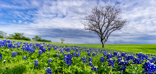blue sky tree nature clouds texas afternoon bluebonnet trail ennis sugarridge
