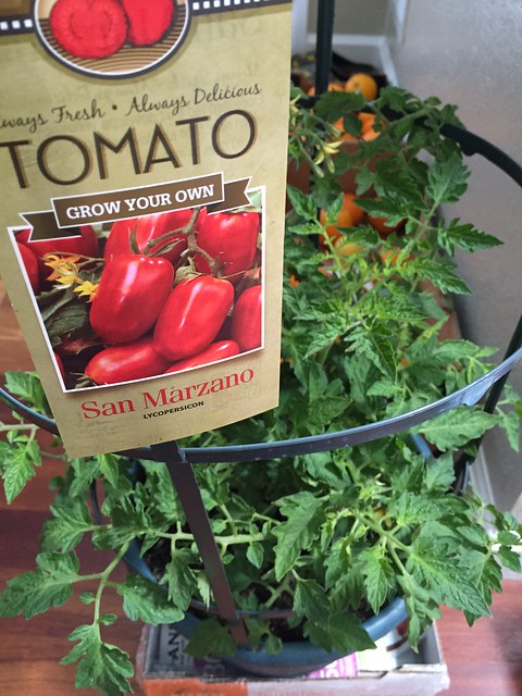 San Marzano Tomato plant