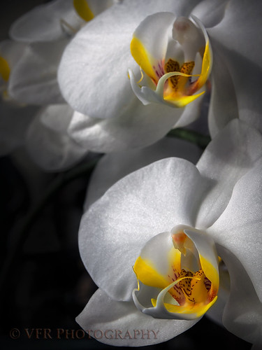 flowers white orchid flower yellow closeup petals tn orchids gardening tennessee petal bloom blooms clarksville potted woodlawn blooming softlighting montgomerycounty volunteerstate