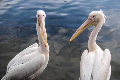 St. James Park Pelicans