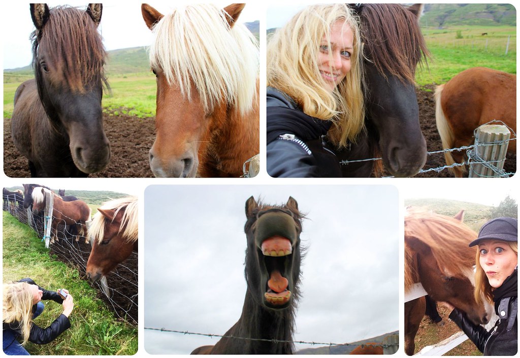 Icelandic horses & dani