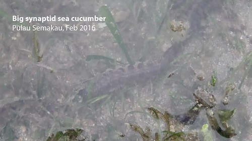 Big synaptid sea cucumber (Family Synaptidae)