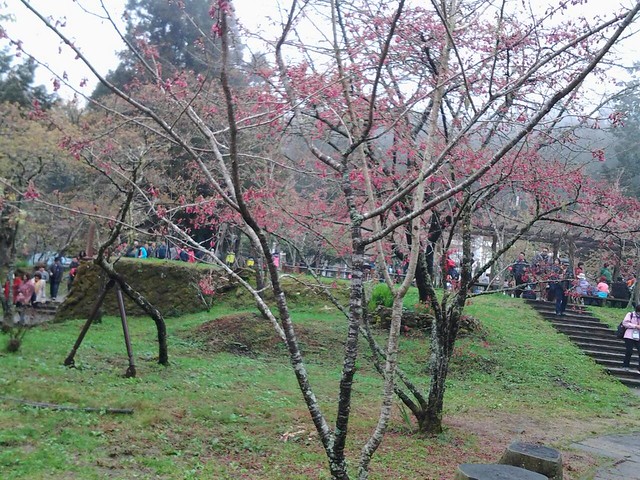 阿里山河津花和山櫻花。