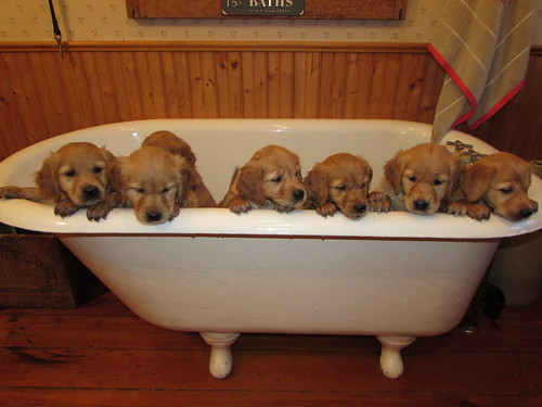 Sienna's tub full of puppies.