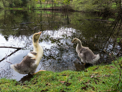 Goslings dipping a toe