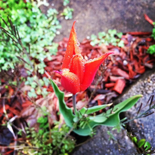 Pretty tulip on a rainy day.