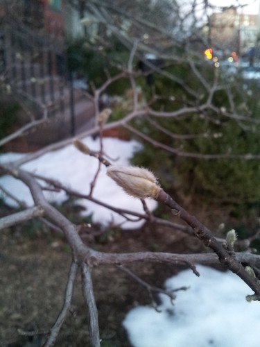 Buds on a Tree with Snow Melting in the Background