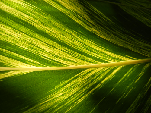 park light green monochrome leaf indianapolis indiana foliage garfieldparkconservatory 2016 sooc