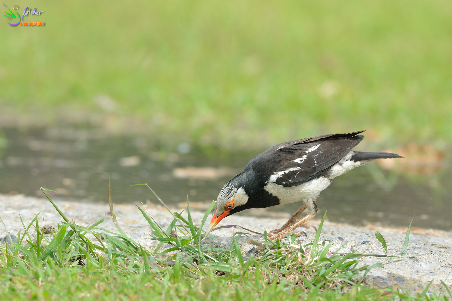 Asian_Pied_Starling_1511