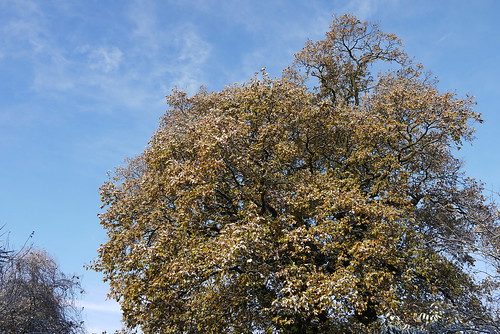 My Oak Tree