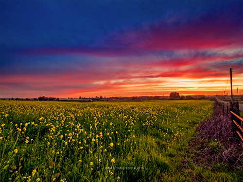sunset sonoma sonomacounty mustardflowers olympusm714mmf28