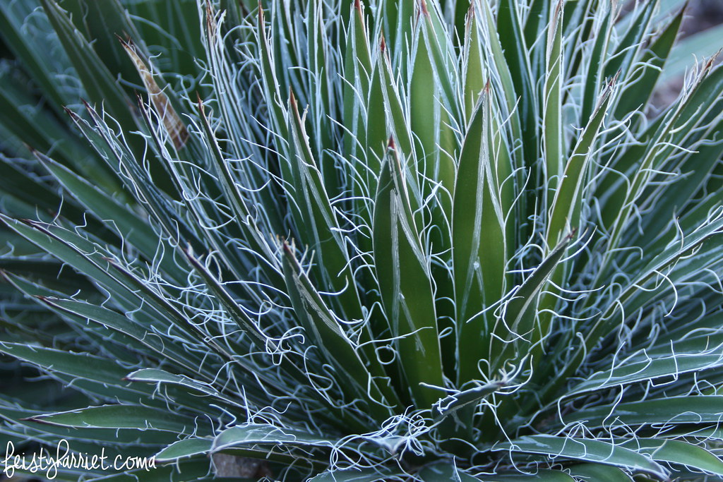 Hairy Agave_feistyharriet_April 2016