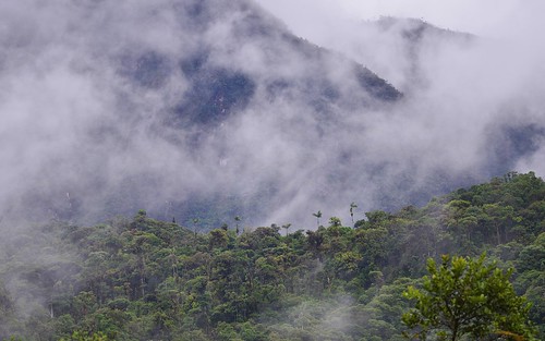 desktop mist peru southamerica fog clouds landscape cloudforest featured northernandes altomayoreserve