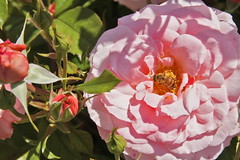 Sexy Rexy Rose at Bravo Lake Botanical Garden in Woodlake